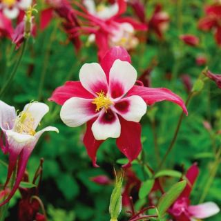 Crimson Star Columbine Thumbnail